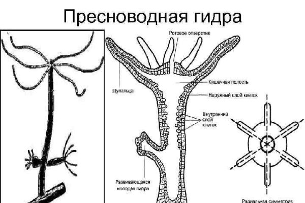 Krakenruzxpnew4af union зеркала